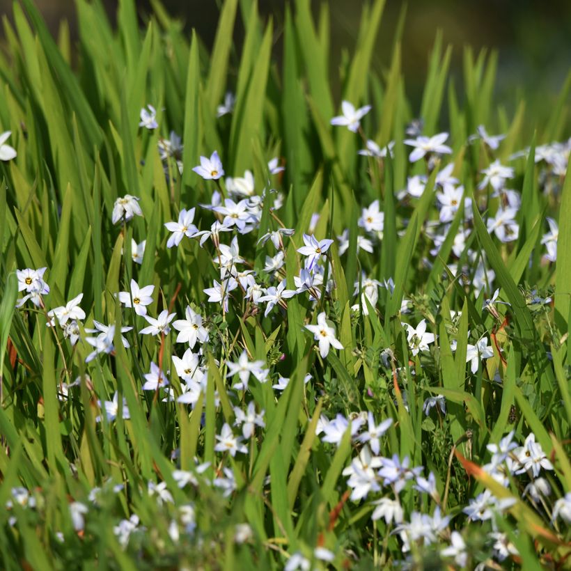 Ipheion uniflorum - Frühlingsstern (Plant habit)