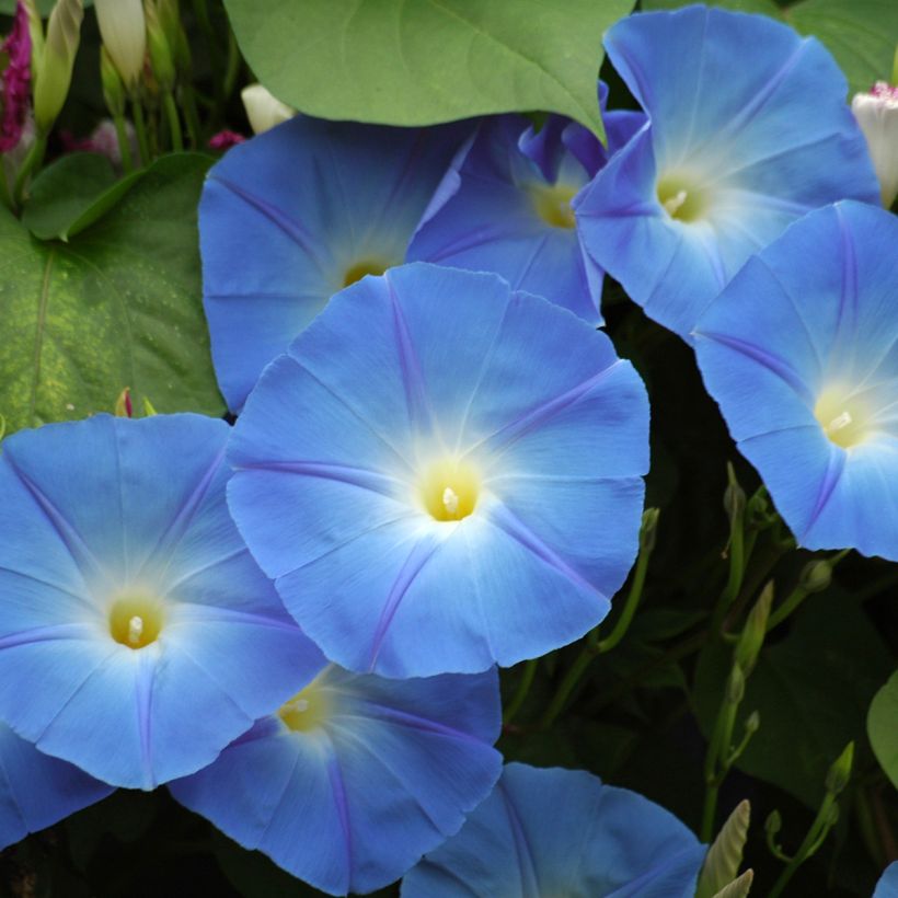 Ipomoea tricolor Heavenly Blue (Samen) - Prunkwinde (Flowering)