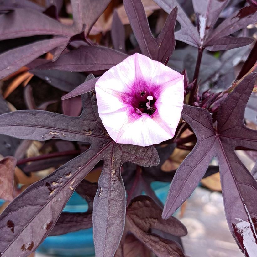 Zier-Süßkartoffel Illusion Midnight Lace - Ipomoea batatas (Flowering)
