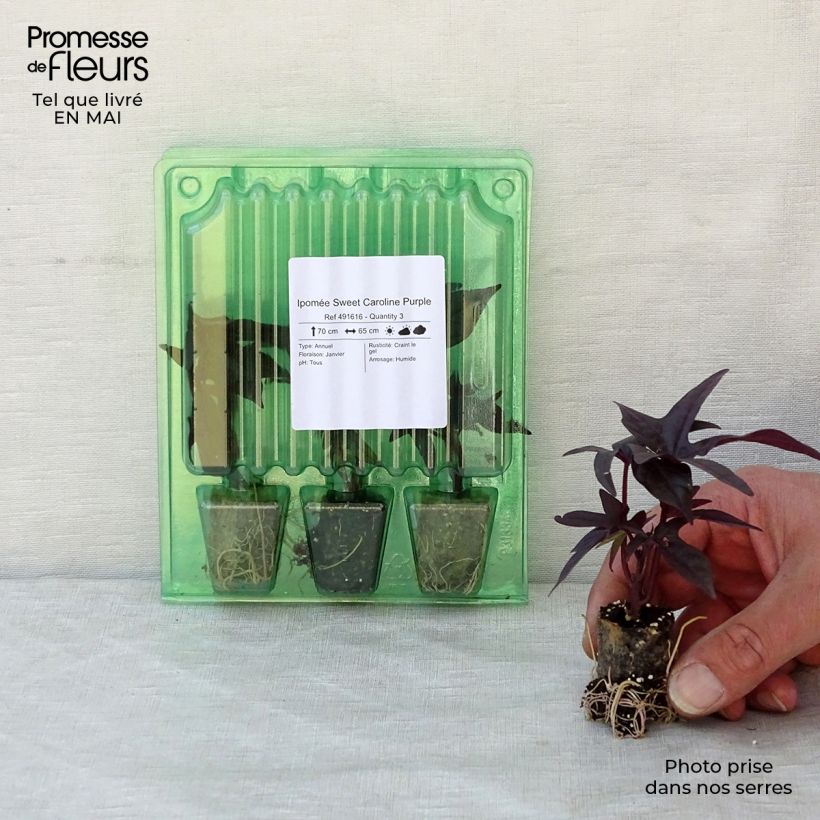 Example of Zier-Süßkartoffel Sweet Caroline Purple - Ipomoea batatas Mini-Plug Ø 3/4 cm as you get in printemps