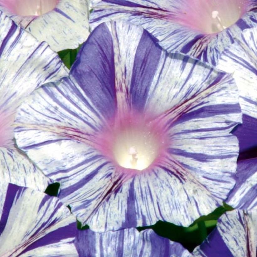 Ipomoea purpurea Venice blue (Samen) - Prunkwinde (Flowering)
