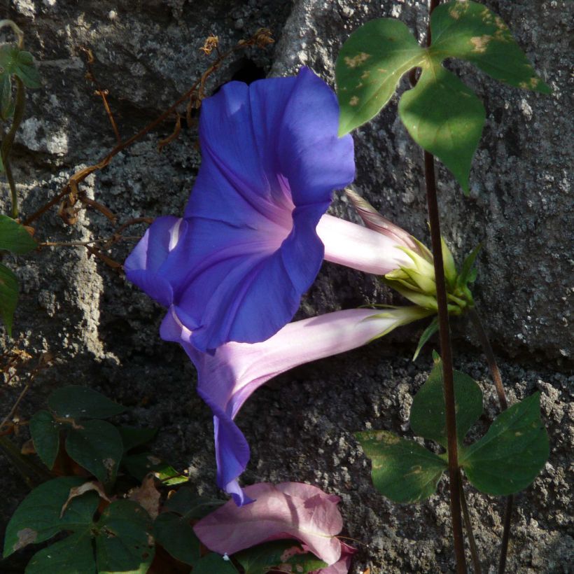 Ipomoea learii - Prunkwinde (Flowering)