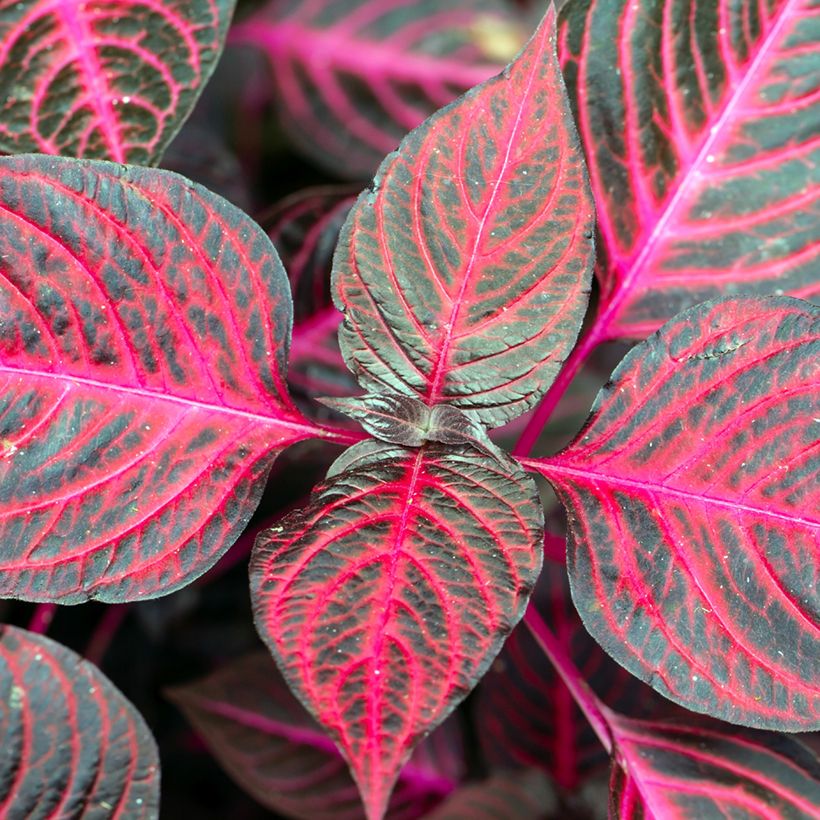 Iresine herbstii Bloodleaf - Blutblatt (Foliage)