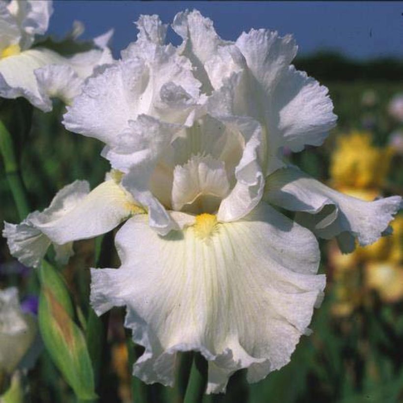Iris Arctic Age - Schwertlilie (Flowering)