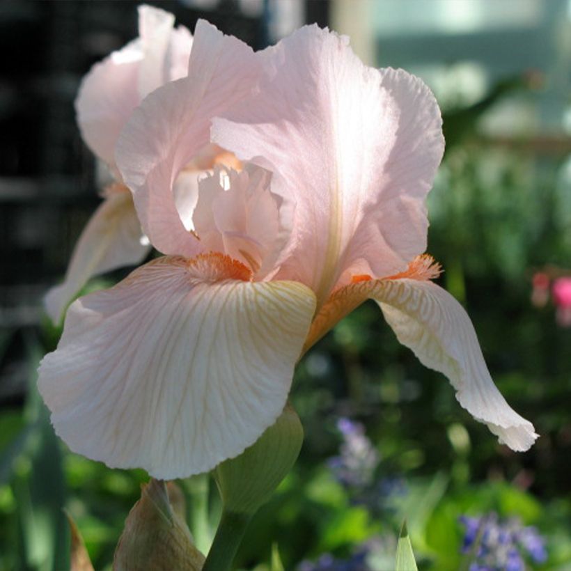 Iris Barbata-Media Edward of Windsor - Mittelhohe Bart-Iris (Flowering)