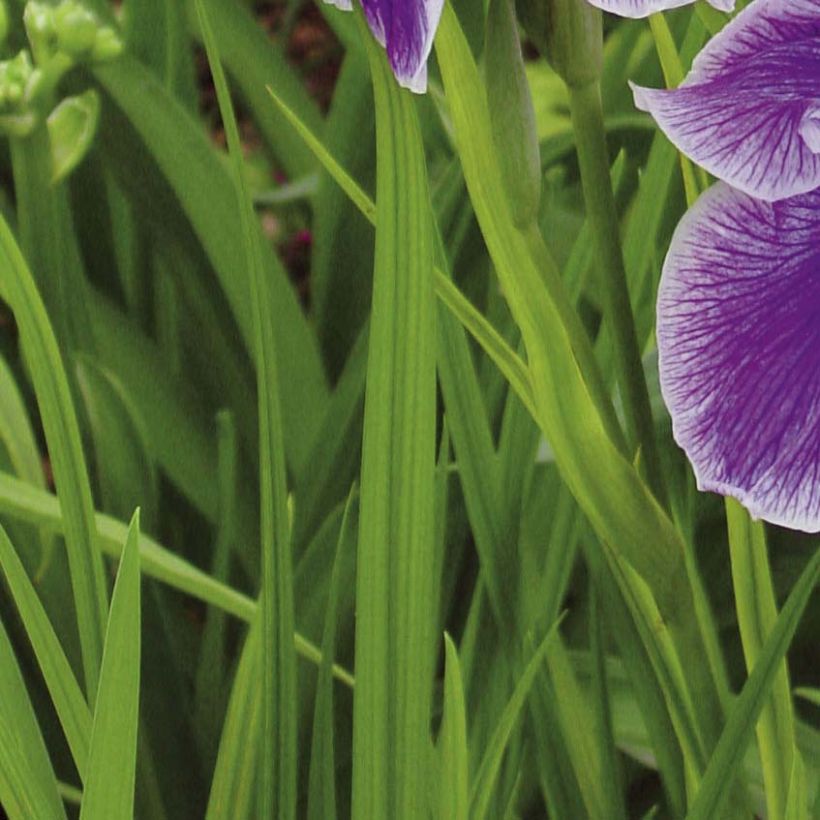 Iris ensata Crystal Halo - Japanische Schwertlilie (Foliage)
