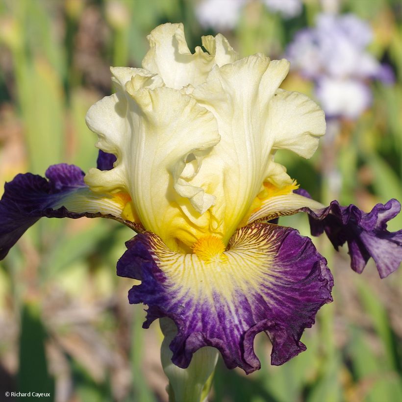 Iris Italiques - Schwertlilie (Flowering)