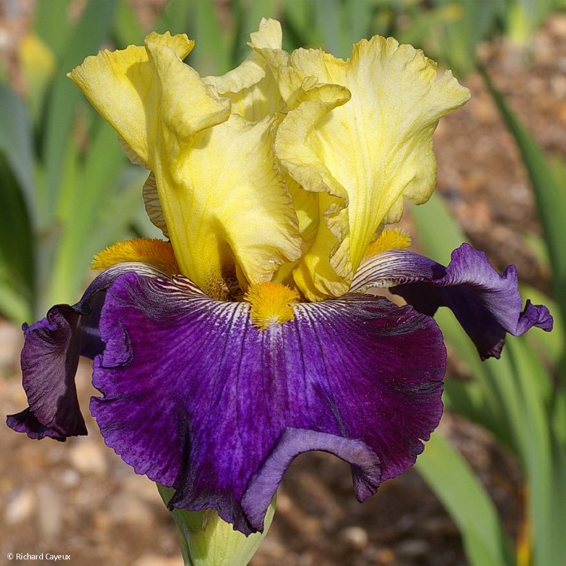 Iris Je Vole - Schwertlilie (Flowering)