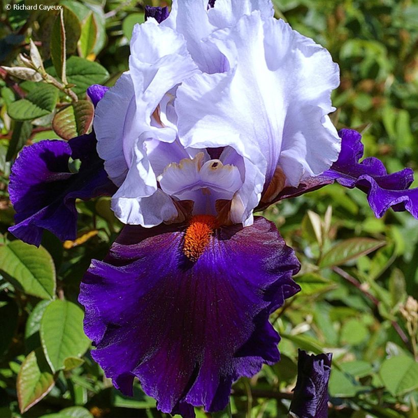 Iris Magnétisme - Schwertlilie (Flowering)
