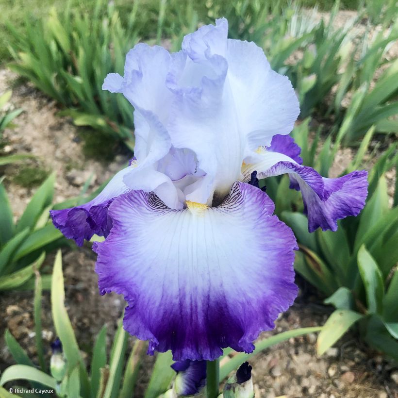 Iris Pastel Printanier - Schwertlilie (Flowering)