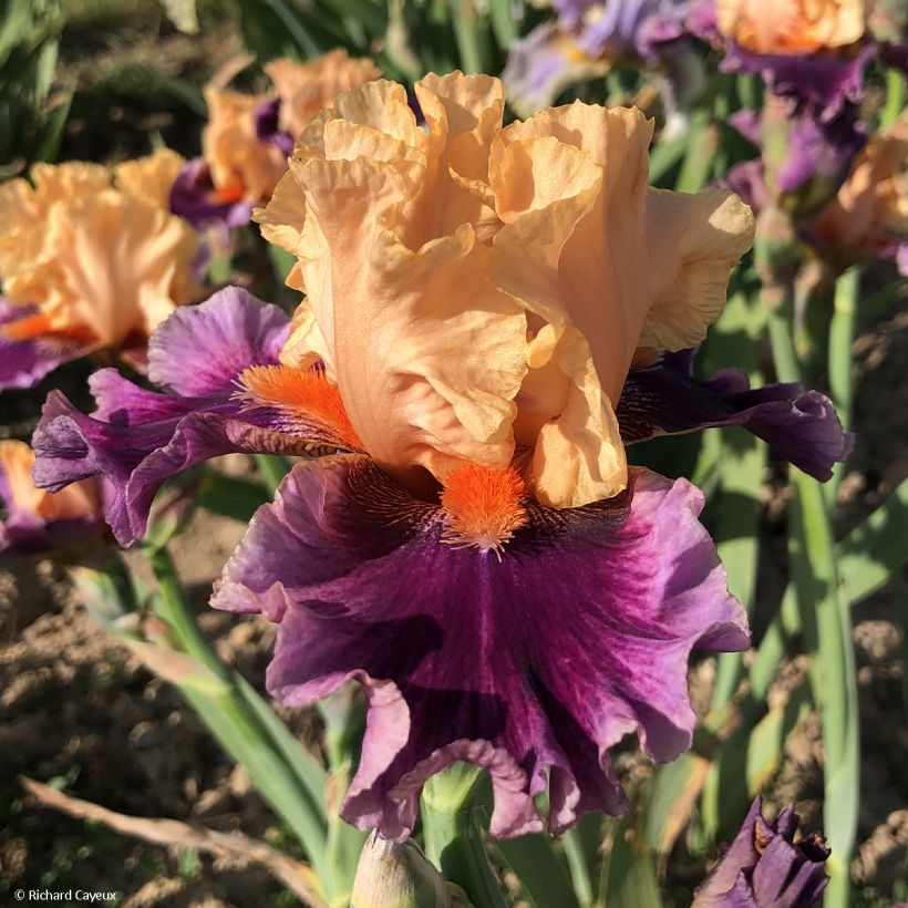 Iris So beau - Schwertlilie (Flowering)