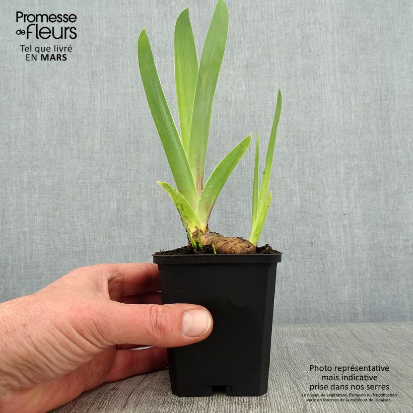 Exemplar von Iris So beau - Schwertlilie Kleine Töpfe von 8/9 cm wie im Winter geliefert