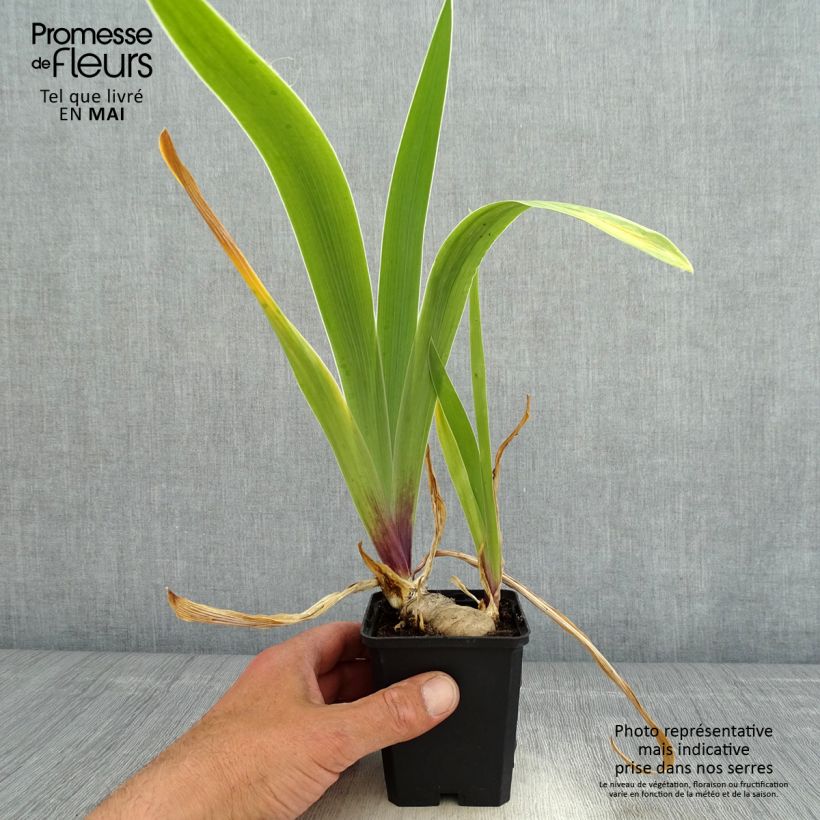 Exemplar von Iris So beau - Schwertlilie Kleine Töpfe von 8/9 cm wie im Frühjahr geliefert