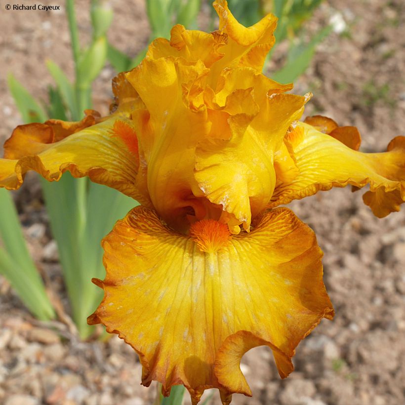 Iris Souffle Chaud - Schwertlilie (Flowering)