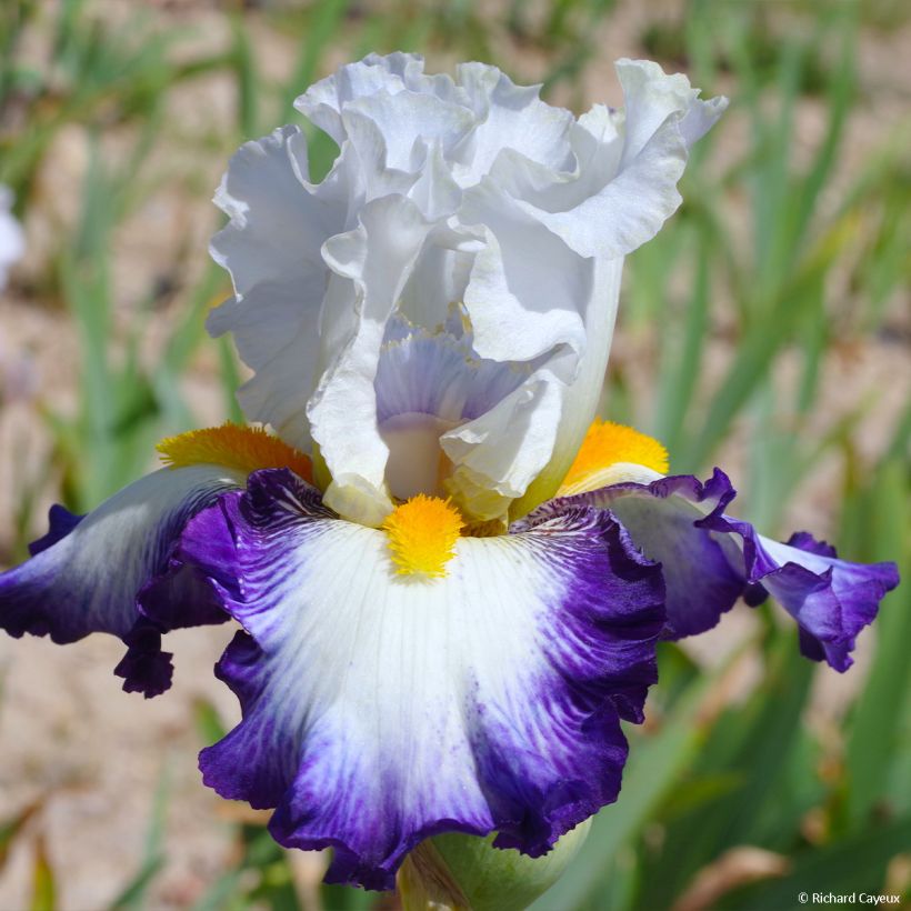 Iris Virgule - Schwertlilie (Flowering)
