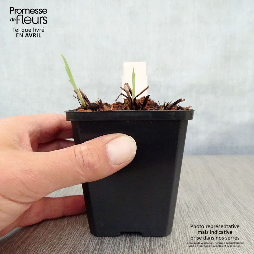 Exemplar von Iris sibirica Harpswell Happiness - Sibirische Schwertlilie Kleine Töpfe von 8/9 cm wie im Frühjahr geliefert