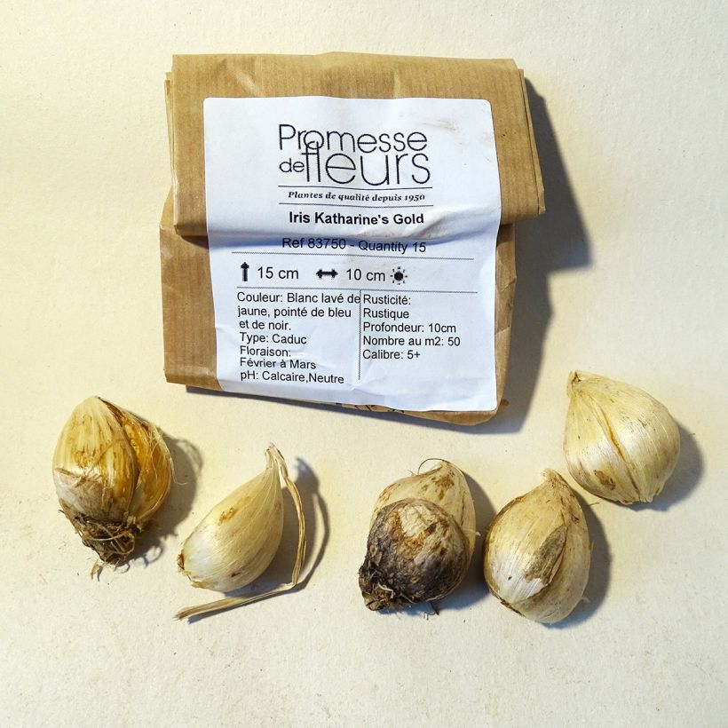 Example of Iris Katharine's Gold - Schwertlilie Zwiebel size 6+ as you get