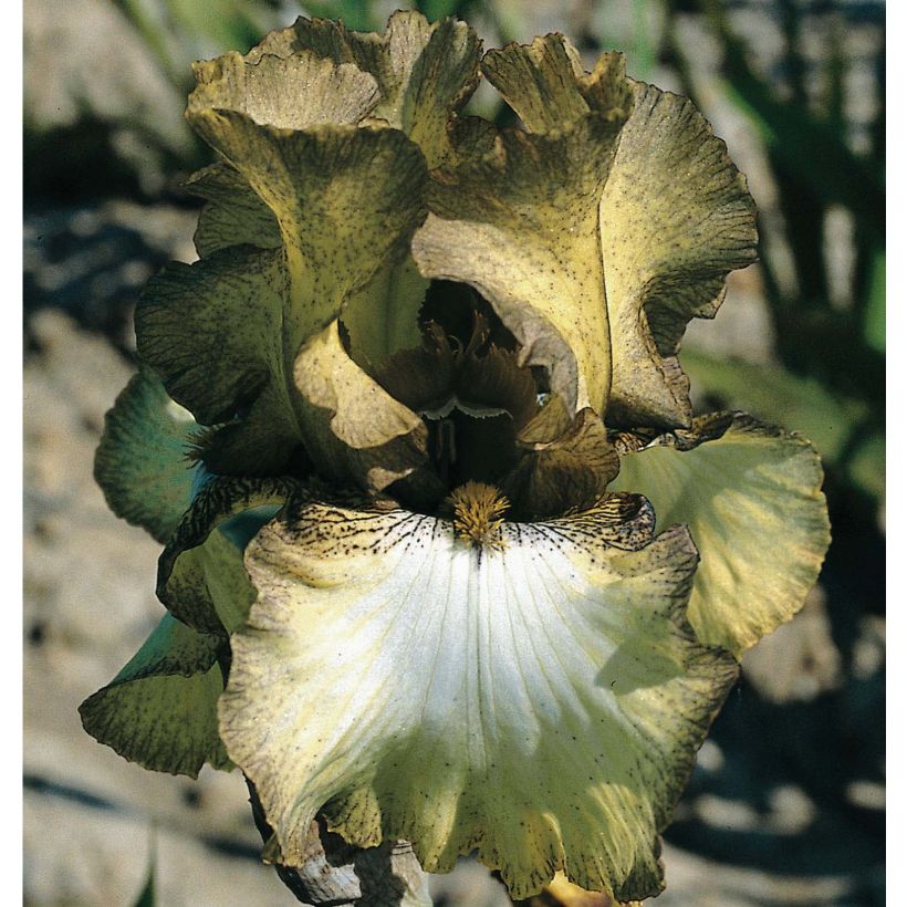 Iris Patina - Schwertlilie (Flowering)