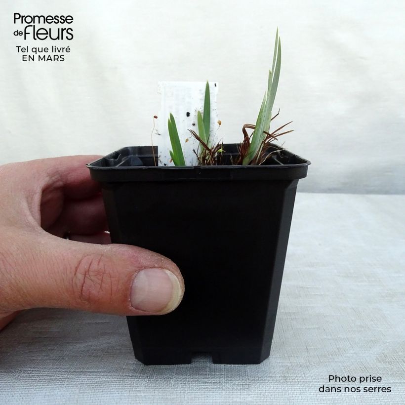 Exemplar von Iris sibirica Ruffled Velvet - Sibirische Schwertlilie Kleine Töpfe von 8/9 cm wie im Winter geliefert