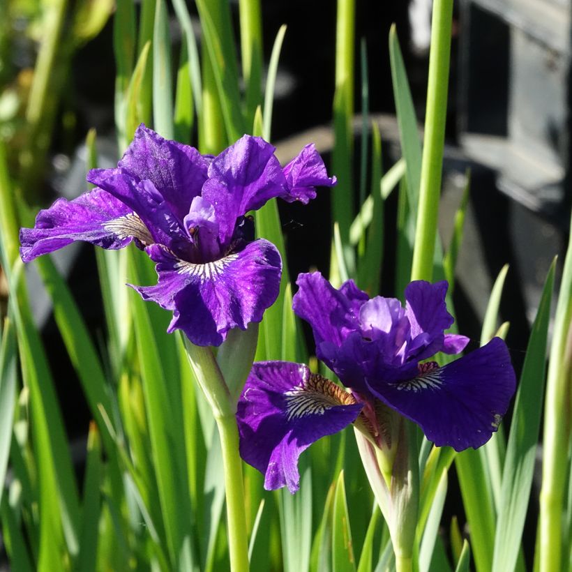 Iris sibirica Ruffled Velvet - Sibirische Schwertlilie (Blüte)