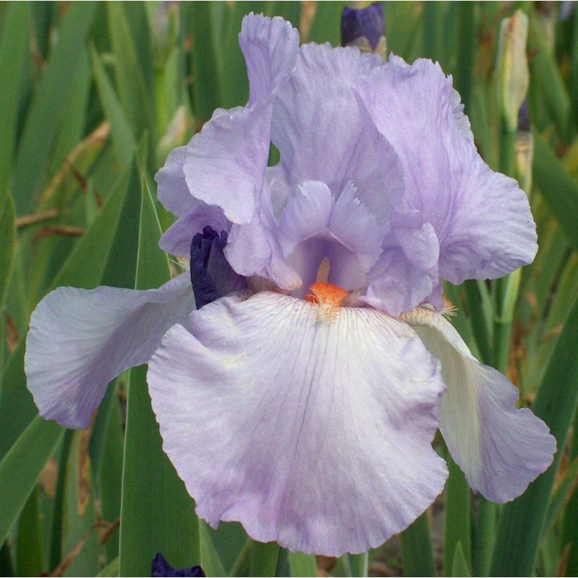 Iris Late Lilac - Schwertlilie (Flowering)