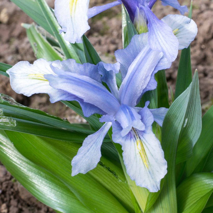 Iris aucheri - Aucher-Schwertlilie (Flowering)