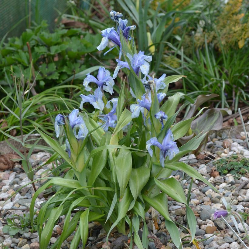 Iris aucheri - Aucher-Schwertlilie (Plant habit)