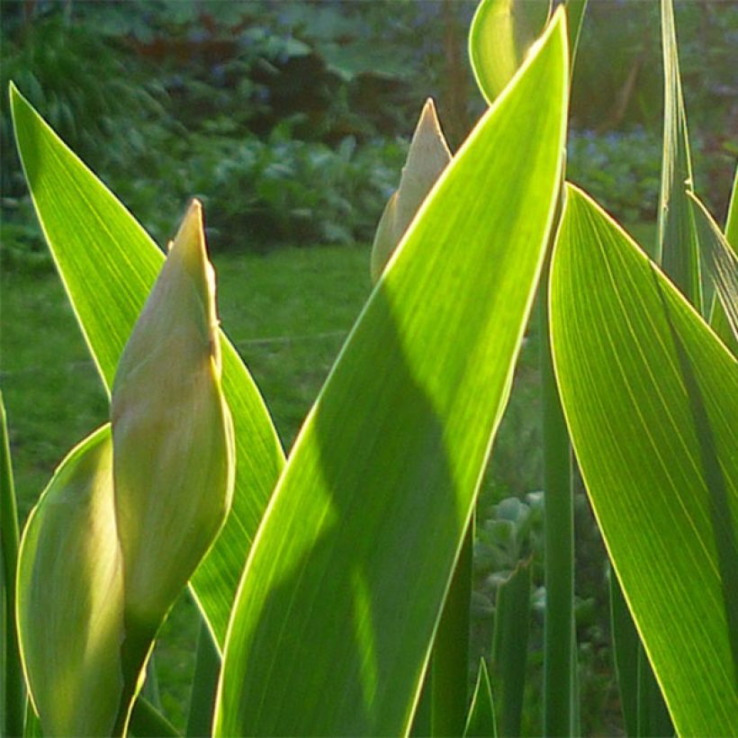 Iris Barbata-Media Bedtime Story - Mittelhohe Bart-Iris (Foliage)