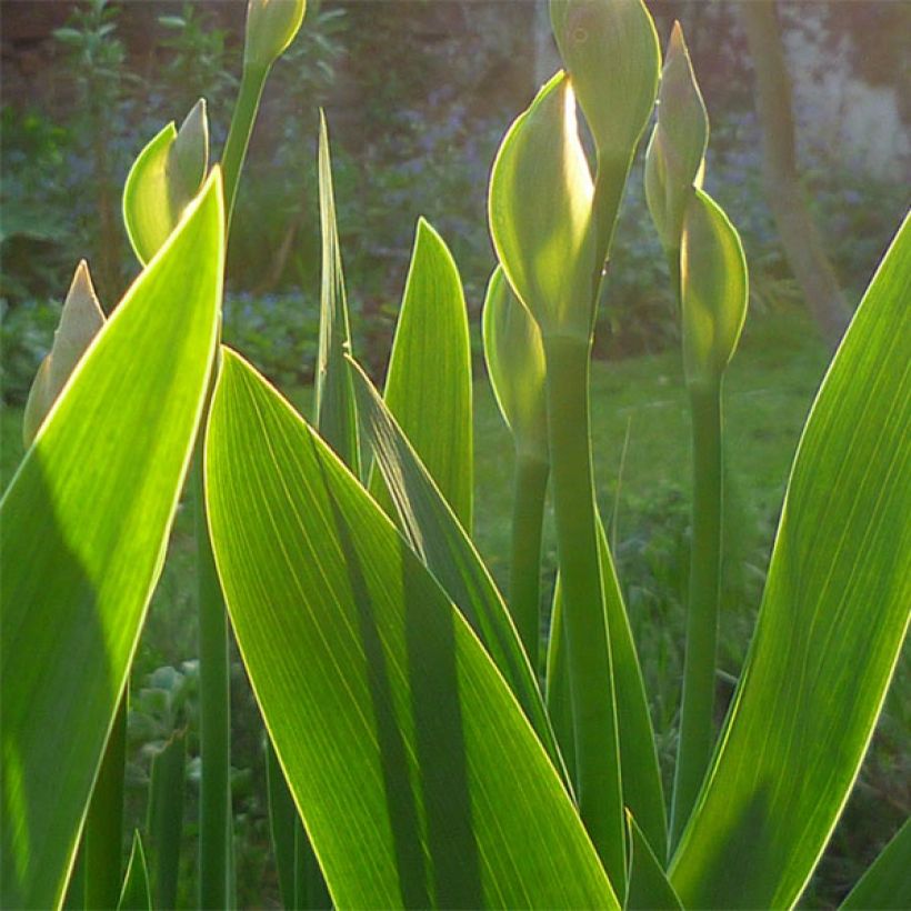 Iris Barbata-Media Maui Moonlight - Mittelhohe Bart-Iris (Foliage)