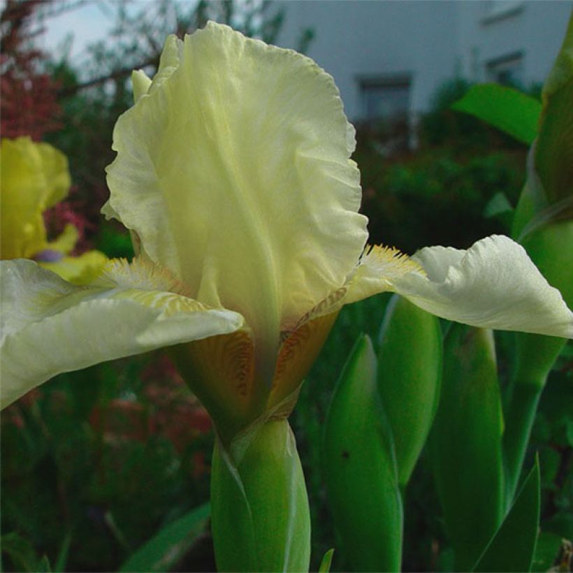 Iris Barbata-Media Maui Moonlight - Mittelhohe Bart-Iris (Flowering)