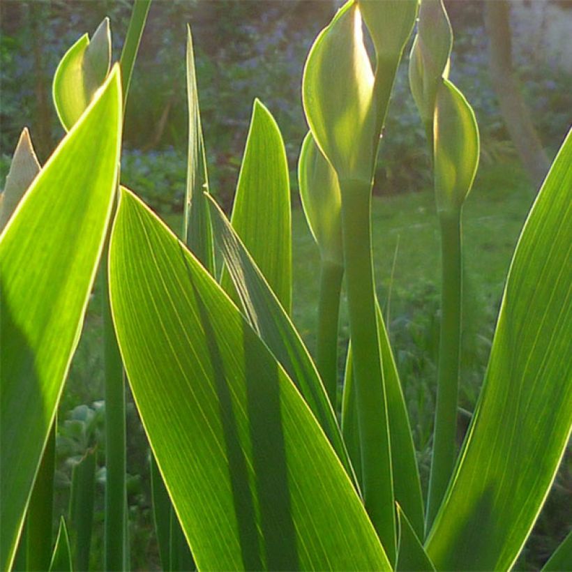 Iris Superstition - Schwertlilie (Foliage)
