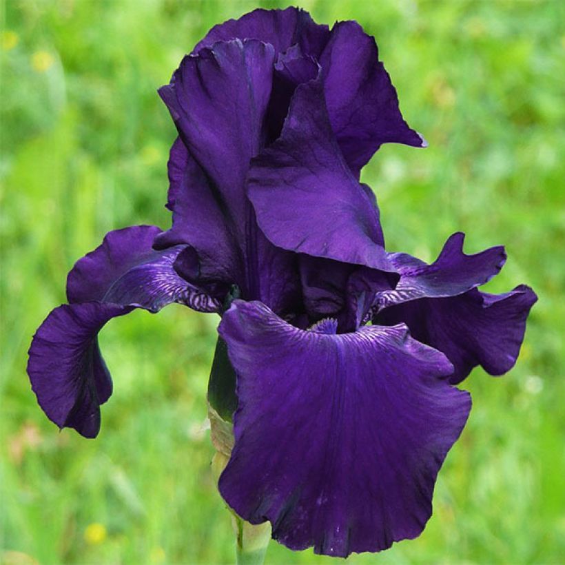 Iris Superstition - Schwertlilie (Flowering)