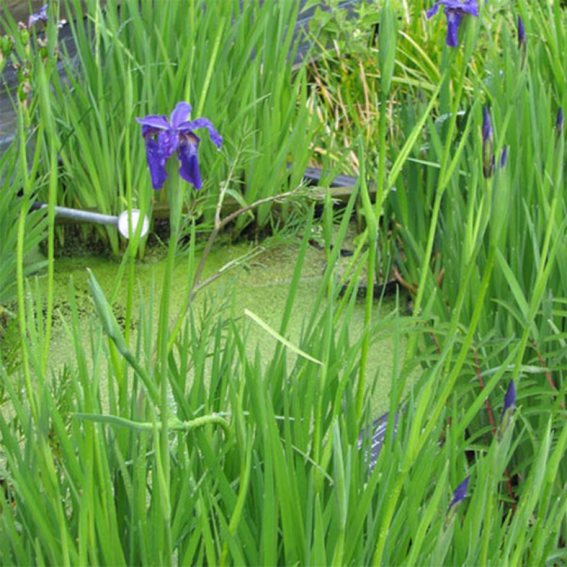 Iris bulleyana - Bulley-Schwertlilie (Plant habit)