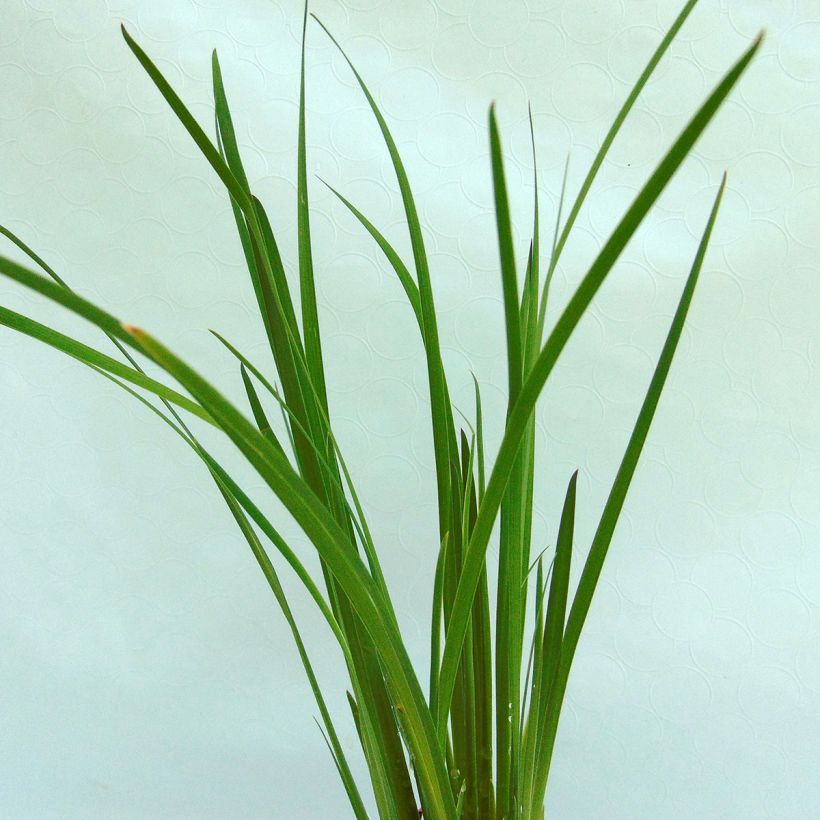 Iris chrysographes Black Knight - Goldstreifen-Schwertlilie (Foliage)