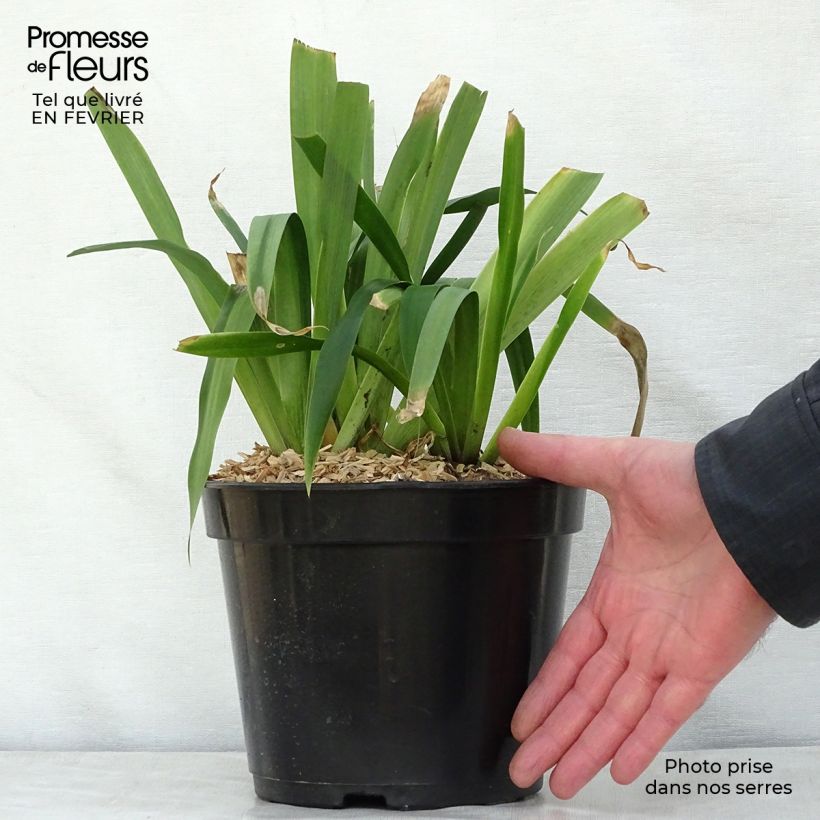 Exemplar von Iris confusa Martyn Rix - Bambusiris Topf mit 3L/4L wie im Winter geliefert