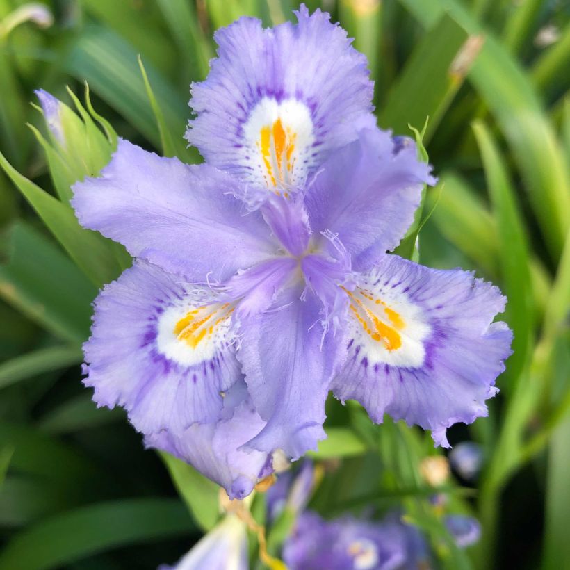 Iris confusa Martyn Rix - Bambusiris (Flowering)