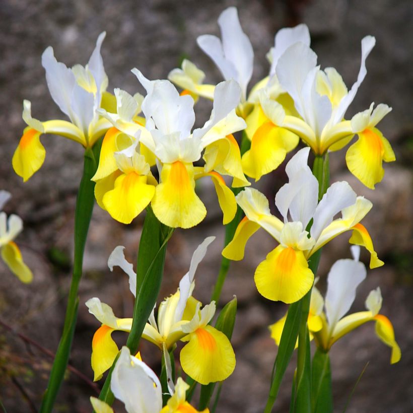 Iris hollandica Apollo - Holländische Schwertlilie (Flowering)