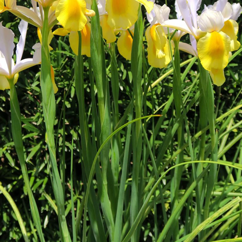 Iris hollandica Apollo - Holländische Schwertlilie (Foliage)