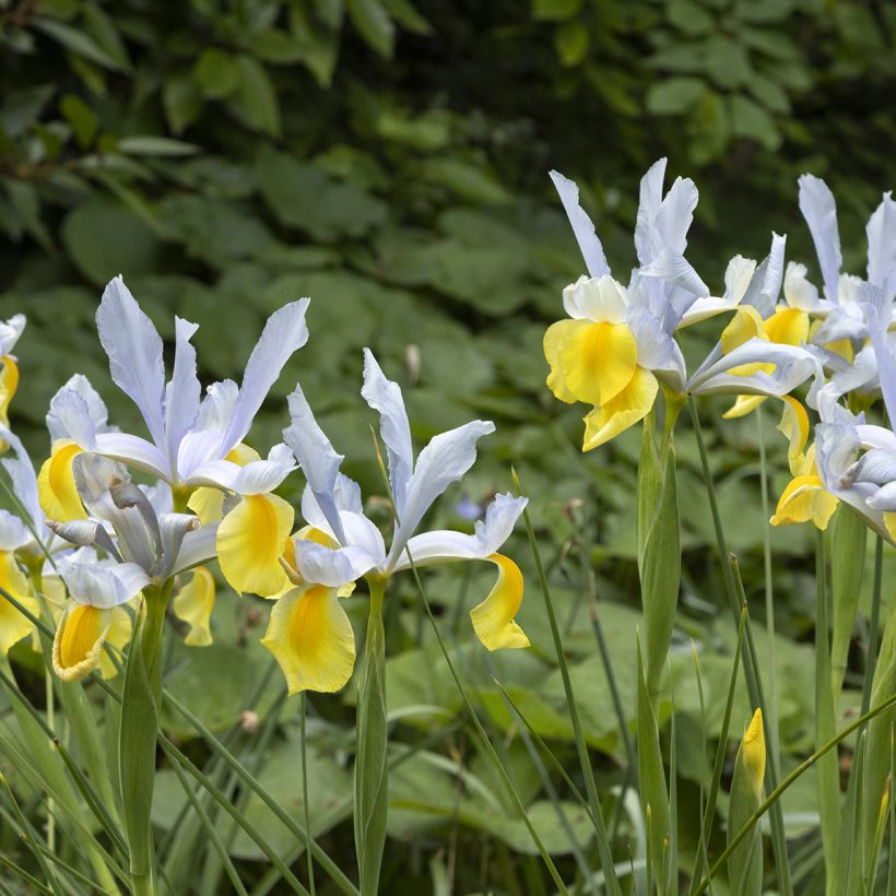 Iris hollandica Apollo - Holländische Schwertlilie (Plant habit)