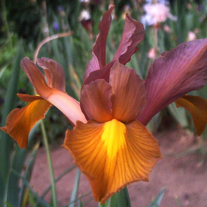 Iris hollandica Bronze Queen - Holländische Schwertlilie (Flowering)
