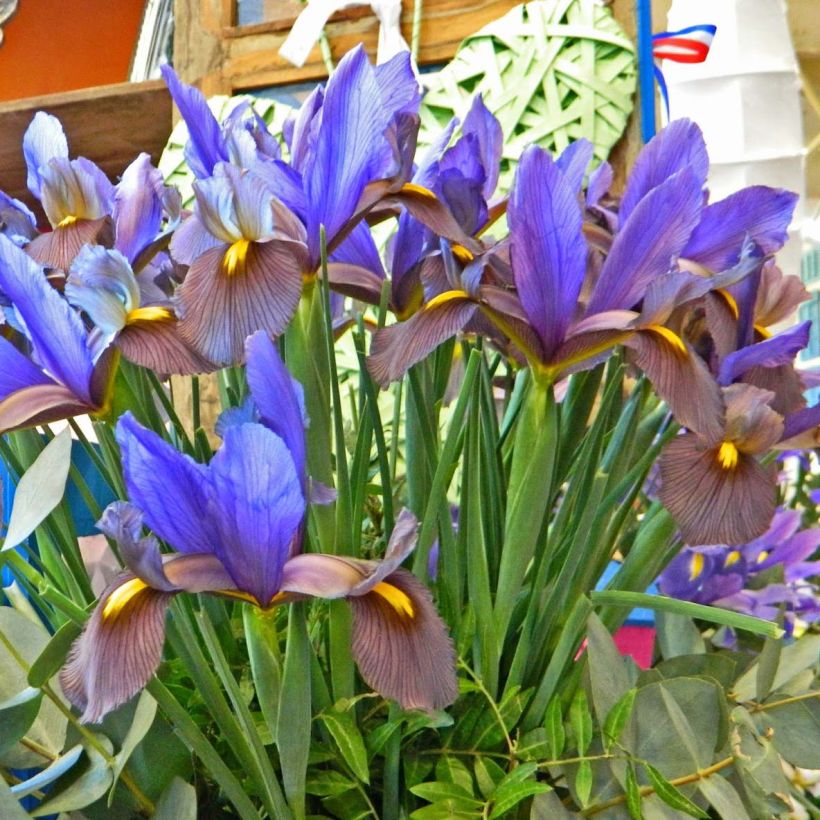 Iris hollandica Eye of the Tiger - Holländische Schwertlilie (Plant habit)