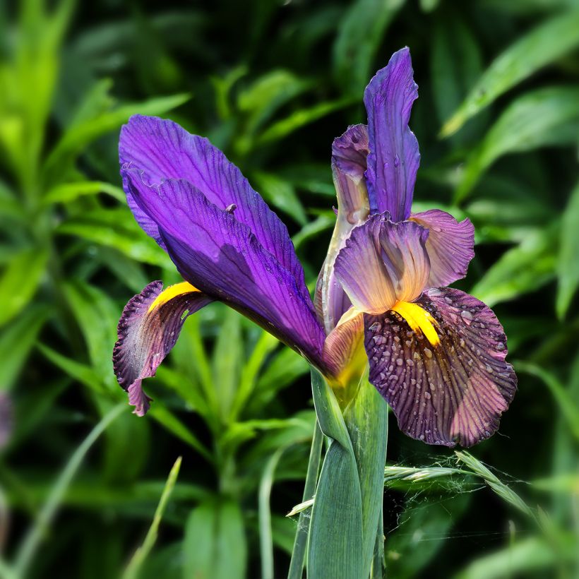 Iris hollandica Eye of the Tiger - Holländische Schwertlilie (Flowering)