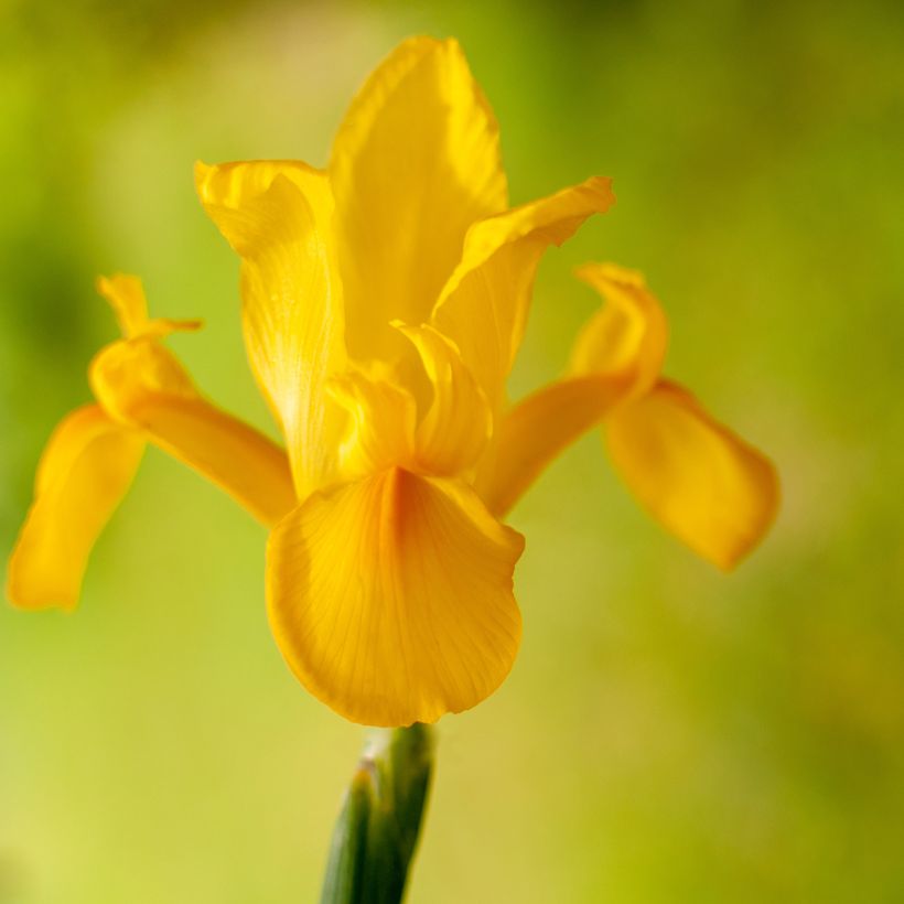 Iris hollandica Golden Harvest - Holländische Schwertlilie (Flowering)