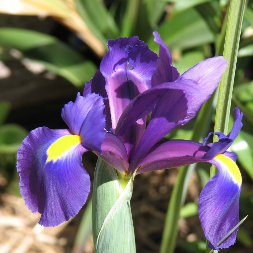 Iris hollandica Purple Sensation - Holländische Schwertlilie (Flowering)