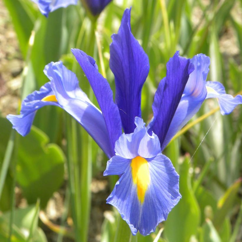 Iris hollandica Sapphire Beauty - Holländische Schwertlilie (Flowering)