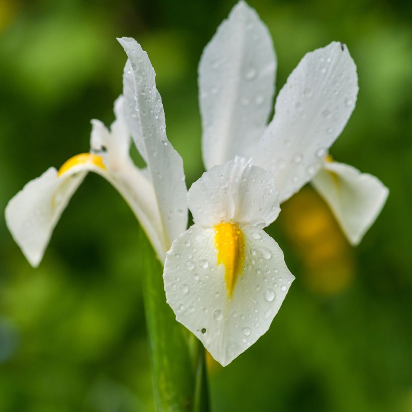 Iris hollandica White Excelsior - Holländische Schwertlilie (Flowering)