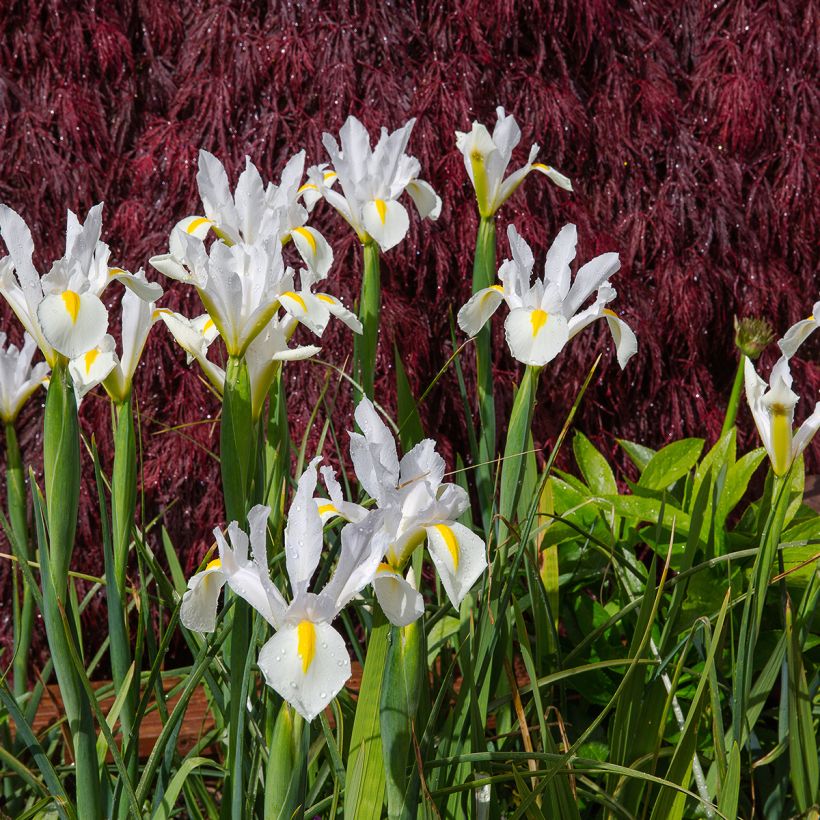 Iris hollandica White Excelsior - Holländische Schwertlilie (Plant habit)