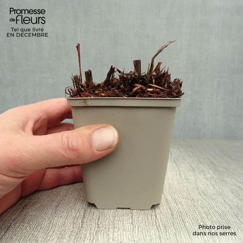 Exemplar von Iris sibirica Blue King - Sibirische Schwertlilie Kleine Töpfe von 8/9 cm wie im Winter geliefert