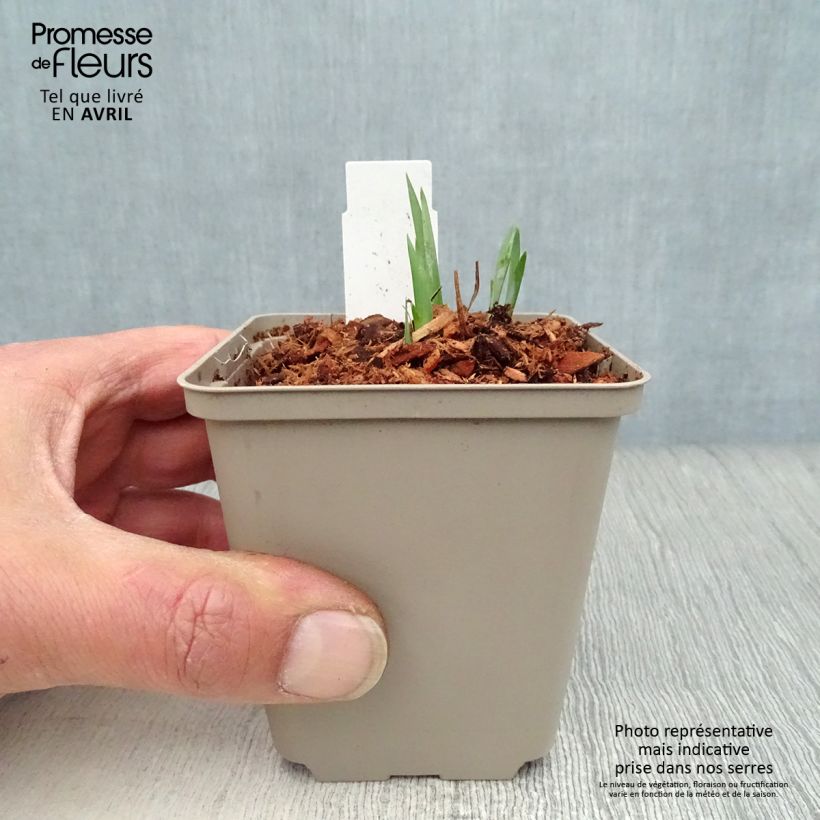 Exemplar von Iris sibirica Blue King - Sibirische Schwertlilie Kleine Töpfe von 8/9 cm wie im Frühjahr geliefert