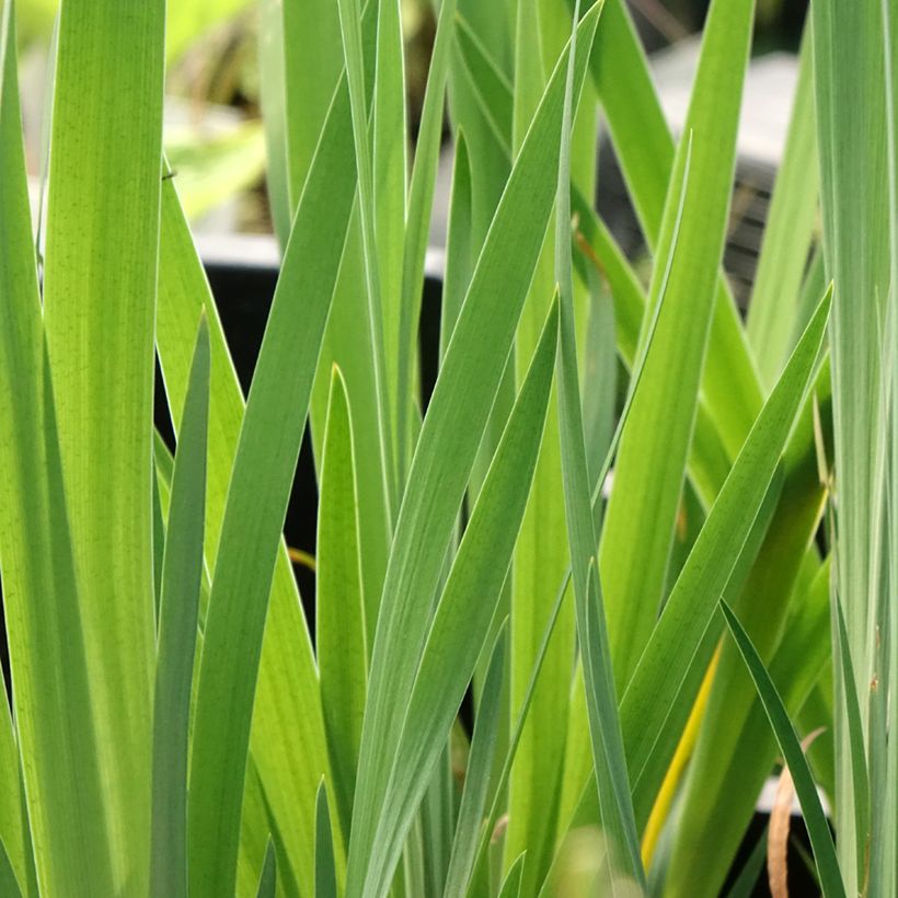 Iris sibirica Blue Moon - Sibirische Schwertlilie (Foliage)